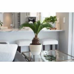 Vigoro Shop -Vigoro Shop vigoro indoor plants co sago 3 vi wh e1 1000