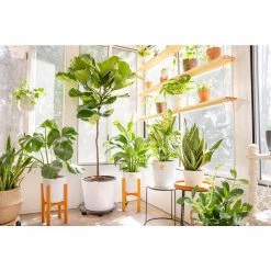 Vigoro 6 in. Grower's Choice Snake Plant (Sansevieria) in Small White Ribbed Plastic Decor Planter (2-Pack) -Vigoro Shop vigoro indoor plants co sl07 3 vi wh 1f 1000