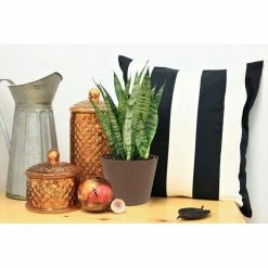 Vigoro 6 in. Grower's Choice Snake Plant (Sansevieria) in Small White Ribbed Plastic Decor Planter (2-Pack) -Vigoro Shop vigoro indoor plants co sl07 3 vi wh 4f 1000