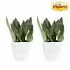 Vigoro 6 in. Grower's Choice Snake Plant (Sansevieria) in Small White Ribbed Plastic Decor Planter (2-Pack) -Vigoro Shop vigoro indoor plants co sl07 3 vi wh 64 1000