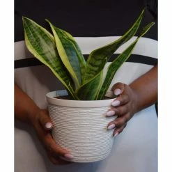 Vigoro 6 in. Grower's Choice Snake Plant (Sansevieria) in Small White Ribbed Plastic Decor Planter (2-Pack) -Vigoro Shop vigoro indoor plants co sl07 3 vi wh a0 1000