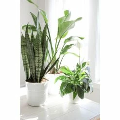 Vigoro 6 in. Grower's Choice Snake Plant (Sansevieria) in Small White Ribbed Plastic Decor Planter (2-Pack) -Vigoro Shop vigoro indoor plants co sl07 3 vi wh fa 1000