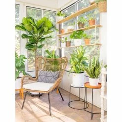 Vigoro 6 in. Peace Lily Indoor Plant in Small White Ribbed Plastic Decor Planter (2-Pack) 18 Vigoro 6 in. Peace Lily Indoor Plant in Small White Ribbed Plastic Decor Planter (2-Pack) -Vigoro Shop vigoro indoor plants co sy06 3 vi wh 44 1000