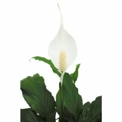 Vigoro 6 in. Peace Lily Indoor Plant in Small White Ribbed Plastic Decor Planter (2-Pack) 14 Vigoro 6 in. Peace Lily Indoor Plant in Small White Ribbed Plastic Decor Planter (2-Pack) -Vigoro Shop vigoro indoor plants co sy06 3 vi wh 77 1000