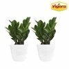 Vigoro 6 in. ZZ Indoor Plant in Small White Ribbed Plastic Decor Planter (2-Pack) -Vigoro Shop vigoro indoor plants co zz vi wh 64 1000