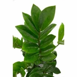 Vigoro 6 in. ZZ Indoor Plant in Small White Ribbed Plastic Decor Planter (2-Pack) -Vigoro Shop vigoro indoor plants co zz vi wh 77 1000