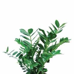 Vigoro 6 in. ZZ Indoor Plant in Small White Ribbed Plastic Decor Planter (2-Pack) -Vigoro Shop vigoro indoor plants co zz vi wh c3 1000