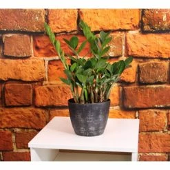 Vigoro 6 in. ZZ Indoor Plant in Small White Ribbed Plastic Decor Planter (2-Pack) -Vigoro Shop vigoro indoor plants co zz vi wh e1 1000