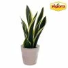 Vigoro 6 in. Sansevieria Snake Plant in Black Decor Pot 1 Vigoro 6 in. Sansevieria Snake Plant in Black Decor Pot -Vigoro Shop vigoro indoor plants sans6vigoro 64 1000