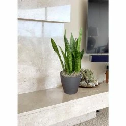 Vigoro Shop -Vigoro Shop vigoro indoor plants sans6vigoro e1 1000