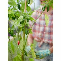 Vigoro 14 ft. x 14 ft. Polypropylene Bird Block Netting and Barrier -Vigoro Shop vigoro landscape fabric nmvbb1414 1f 1000