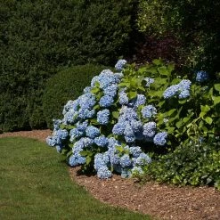 Vigoro 4 ft. x 100 ft. Matrix Grid Heavy-Duty Landscape Fabric (4-Pack) -Vigoro Shop vigoro landscape fabric vpnm410085 4pk 77 1000