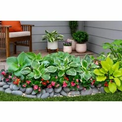 Vigoro 2.5 Qt. Green Variegated Minuteman Hosta Perennial Plant (3-Pack) -Vigoro Shop vigoro perennials 4019 1f 1000