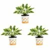 Vigoro 2.5 Qt. Green Variegated Minuteman Hosta Perennial Plant (3-Pack) -Vigoro Shop vigoro perennials 4019 64 1000
