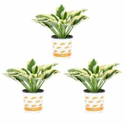 Vigoro 2.5 Qt. Green Variegated Patriot Hosta Perennial Plant (3-Pack)