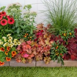 Vigoro 2.5 Qt. Indian Summer Cranberry Heuchera Coral Bells Perennial Plant (3-Pack) 11 Vigoro 2.5 Qt. Indian Summer Cranberry Heuchera Coral Bells Perennial Plant (3-Pack) -Vigoro Shop vigoro perennials 4267 1f 1000