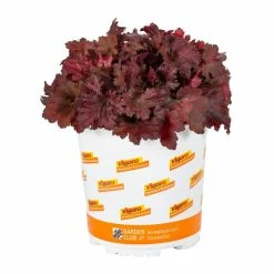 Vigoro 2.5 Qt. Indian Summer Cranberry Heuchera Coral Bells Perennial Plant (3-Pack) 10 Vigoro 2.5 Qt. Indian Summer Cranberry Heuchera Coral Bells Perennial Plant (3-Pack) -Vigoro Shop vigoro perennials 4267 4f 1000