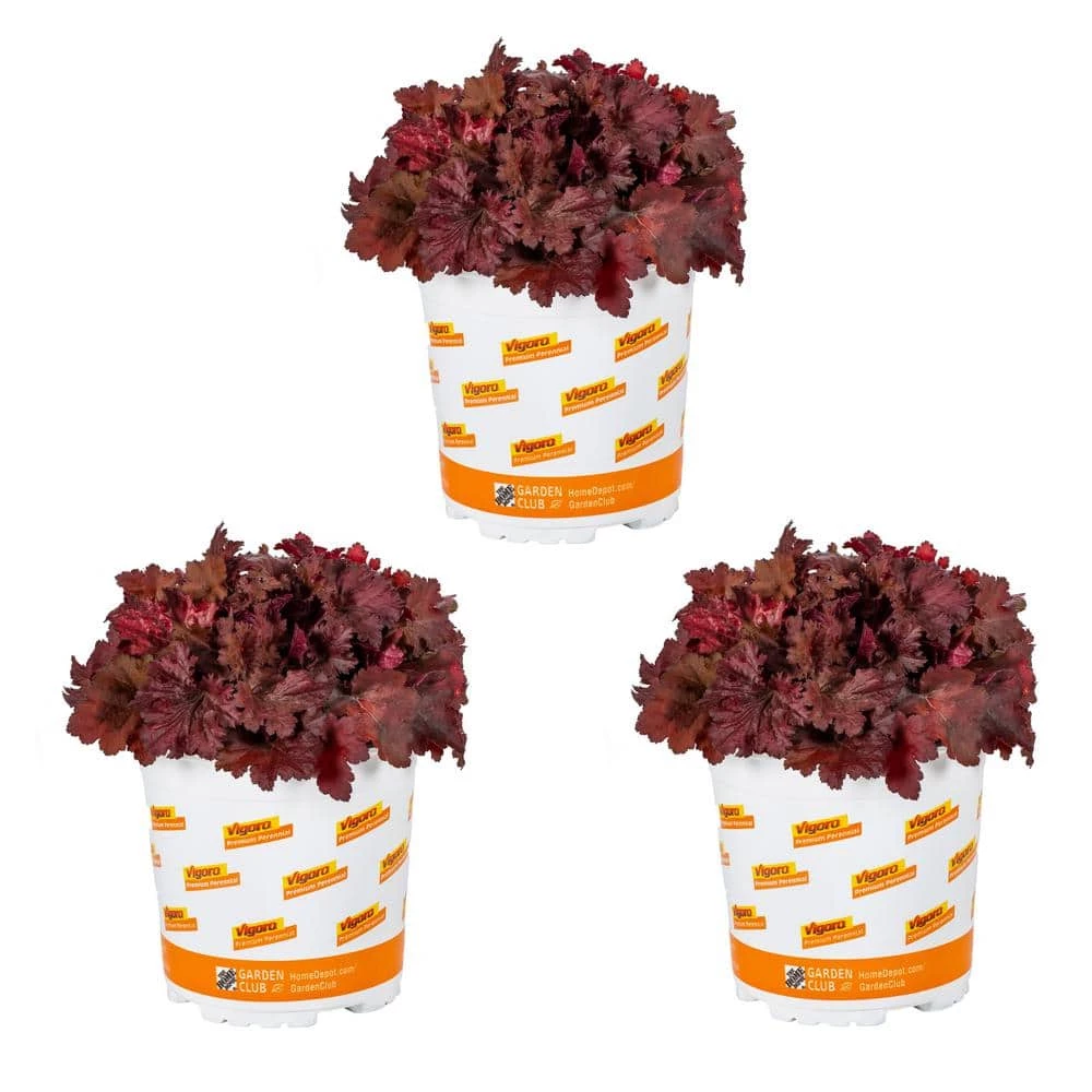 Vigoro 2.5 Qt. Indian Summer Cranberry Heuchera Coral Bells Perennial Plant (3-Pack) 3 Vigoro 2.5 Qt. Indian Summer Cranberry Heuchera Coral Bells Perennial Plant (3-Pack)