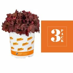 Vigoro 2.5 Qt. Indian Summer Cranberry Heuchera Coral Bells Perennial Plant (3-Pack) 9 Vigoro 2.5 Qt. Indian Summer Cranberry Heuchera Coral Bells Perennial Plant (3-Pack) -Vigoro Shop vigoro perennials 4267 c3 1000