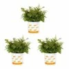 Vigoro 2.5 Qt. Fern Hardy Autumn Perennial Plant (3-Pack) -Vigoro Shop vigoro perennials 4542 64 1000