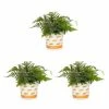 Vigoro 2.5 Qt. Fern Hardy Japanese Painted Perennial Plant (3-Pack) -Vigoro Shop vigoro perennials 4543 64 1000