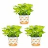 Vigoro 2.5 Qt. Hosta Rainforest Sunrise Perennial Plant (3-Pack)