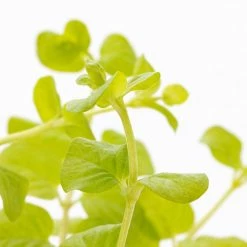 1 Pt. Vigoro Accent Lysimachia Creeping Jenny Green Perennial Plant (6-Pack) -Vigoro Shop vigoro perennials 5122 4f 1000