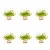 1 Pt. Vigoro Accent Lysimachia Creeping Jenny Green Perennial Plant (6-Pack) -Vigoro Shop vigoro perennials 5122 64 1000