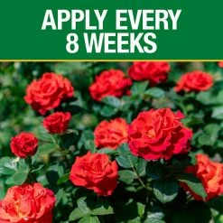 Vigoro 3.5 lb. All Season Rose Plant Food (12-6-10) 13 Vigoro 3.5 lb. All Season Rose Plant Food (12-6-10) -Vigoro Shop vigoro plant food fertilizer 124250 1f 1000