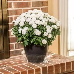 Vigoro 12 in. Plastic Deep Planter Liner -Vigoro Shop vigoro plant liners dl12vg 1f 1000