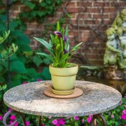 Vigoro 6 in. Cork Mat -Vigoro Shop vigoro planter saucers cm6phbdi 44 1000