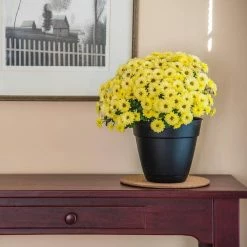 Vigoro 8 in. Cork Mat -Vigoro Shop vigoro planter saucers cm8phbdi 1f 1000