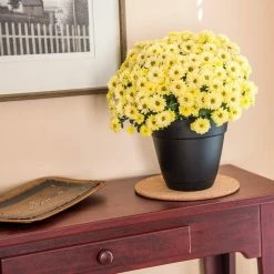 Vigoro 8 in. Cork Mat -Vigoro Shop vigoro planter saucers cm8phbdi 4f 1000