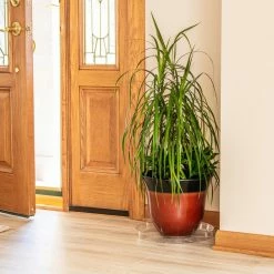 Vigoro 14 in. Plastic Plant Saucer 10 Vigoro 14 in. Plastic Plant Saucer -Vigoro Shop vigoro planter saucers vs14vg 1f 1000