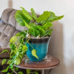 Vigoro 14 in. Plastic Plant Saucer 11 Vigoro 14 in. Plastic Plant Saucer -Vigoro Shop vigoro planter saucers vs14vg 44 1000