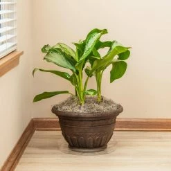 Vigoro 14 in. Plastic Plant Saucer 9 Vigoro 14 in. Plastic Plant Saucer -Vigoro Shop vigoro planter saucers vs14vg 4f 1000