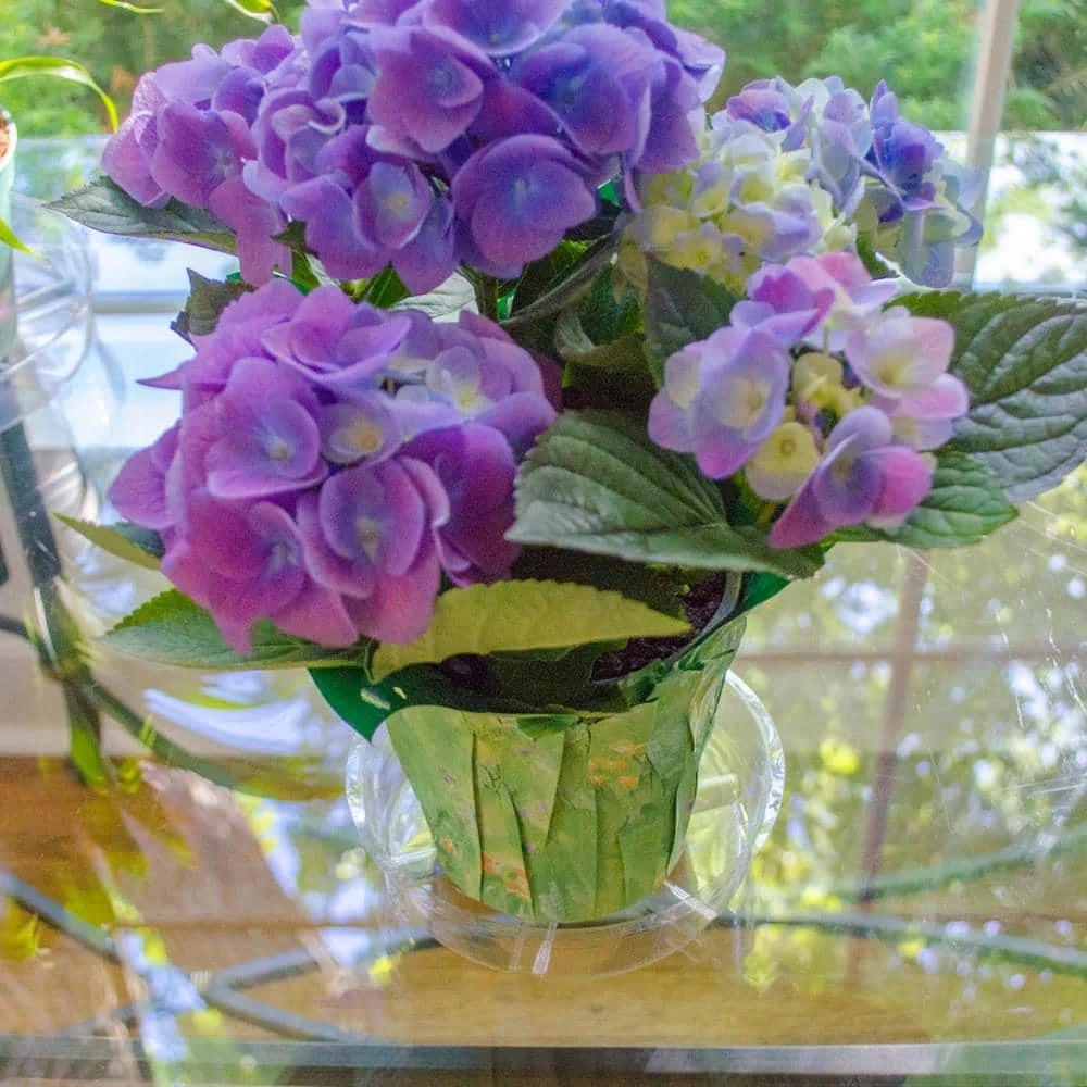 Vigoro 6 in. Plastic Plant Saucer 4 Vigoro 6 in. Plastic Plant Saucer - Image 2