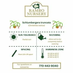 Vigoro 6 in. Christmas Cactus with Red Pot Cover 11 Vigoro 6 in. Christmas Cactus with Red Pot Cover -Vigoro Shop vigoro succulents 81826 44 1000