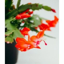 Vigoro 6 in. Christmas Cactus with Red Pot Cover 9 Vigoro 6 in. Christmas Cactus with Red Pot Cover -Vigoro Shop vigoro succulents 81826 4f 1000