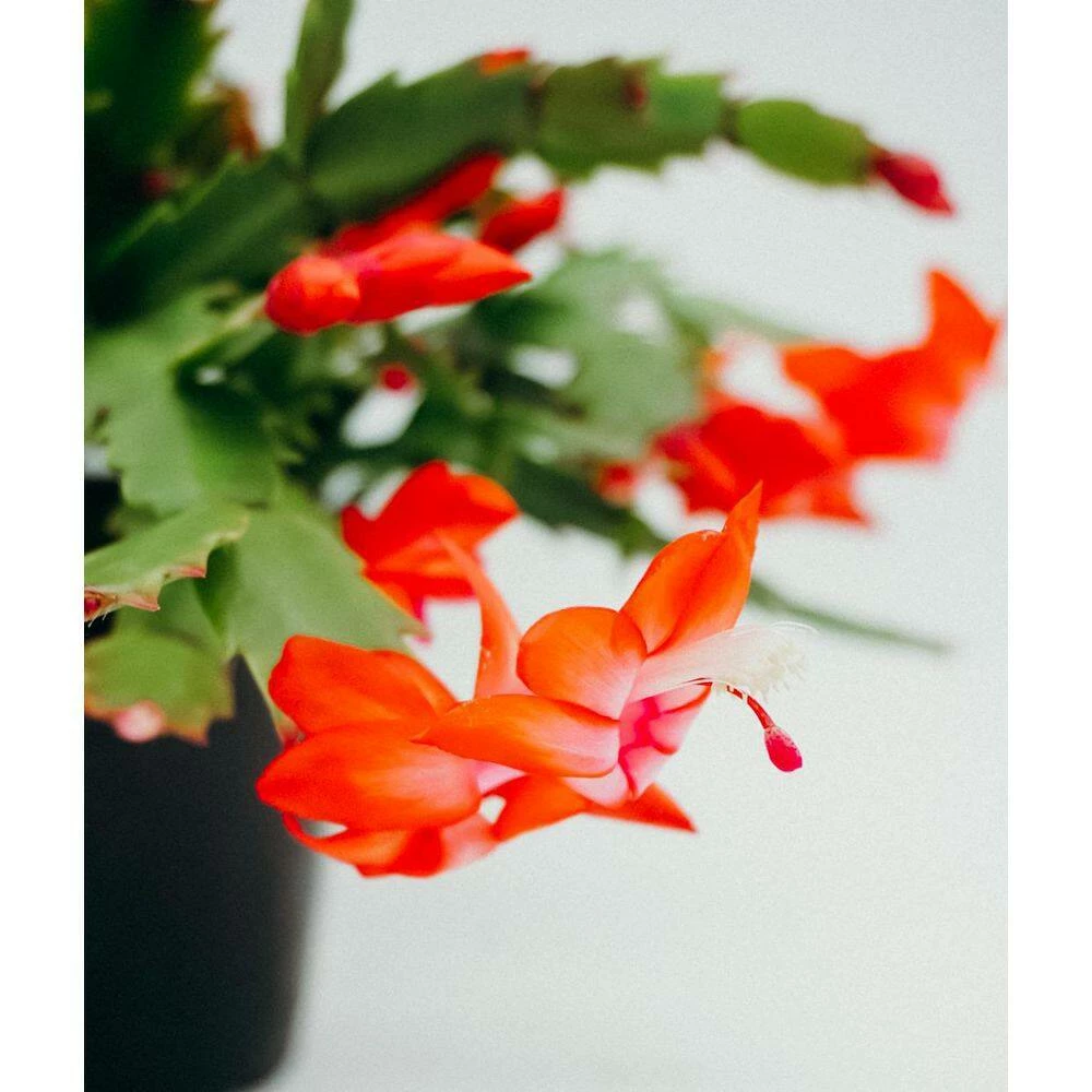 Vigoro 6 in. Christmas Cactus with Red Pot Cover 5 Vigoro 6 in. Christmas Cactus with Red Pot Cover - Image 3