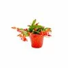 Vigoro 6 in. Christmas Cactus with Red Pot Cover -Vigoro Shop vigoro succulents 81826 64 1000