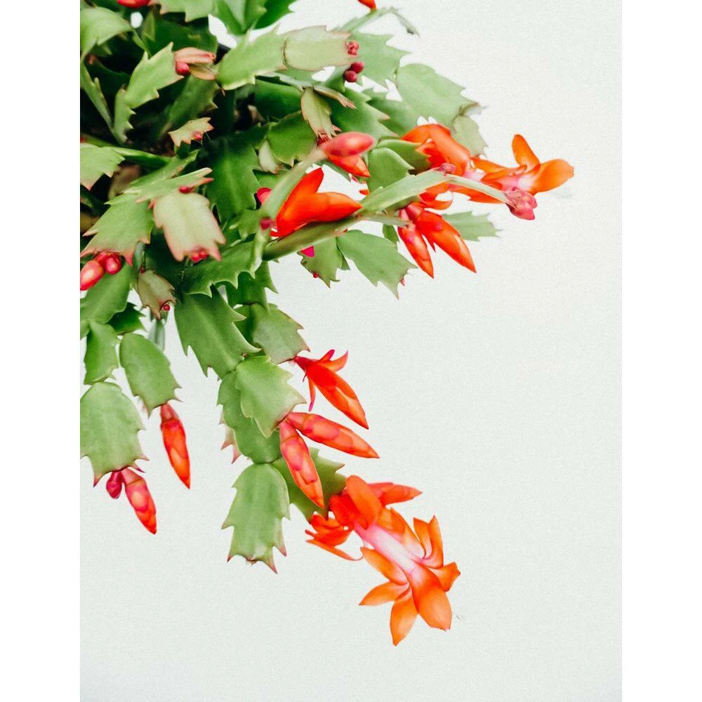 Vigoro 6 in. Christmas Cactus with Red Pot Cover 4 Vigoro 6 in. Christmas Cactus with Red Pot Cover - Image 2