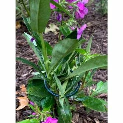 Vigoro 18 in. H x 1.50 in. W Steel Plant Prop -Vigoro Shop vigoro tomato cages 611872 hd 31 1000