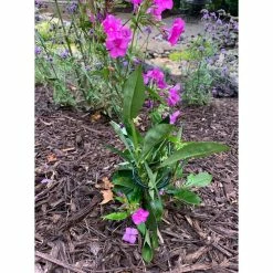 Vigoro 36 in. H x 2.24 in. W Metal Plant Prop -Vigoro Shop vigoro tomato cages 613672 hd 31 1000