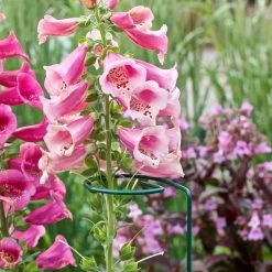 Vigoro 36 in. H x 2.24 in. W Metal Plant Prop -Vigoro Shop vigoro tomato cages 613672 hd fa 1000