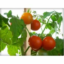 Vigoro 5 ft. Wooden Garden Stake 9 Vigoro 5 ft. Wooden Garden Stake -Vigoro Shop vigoro tomato cages rc 85n 1f 1000