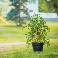 Vigoro 6 ft. Green Colored Steel Core Garden Stake -Vigoro Shop vigoro tomato cages st6vg c3 1000