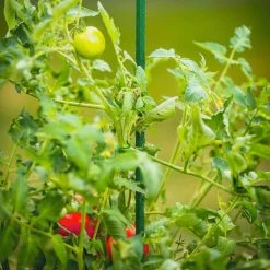 Vigoro 6 ft. Green Colored Steel Core Garden Stake -Vigoro Shop vigoro tomato cages st6vg d4 1000