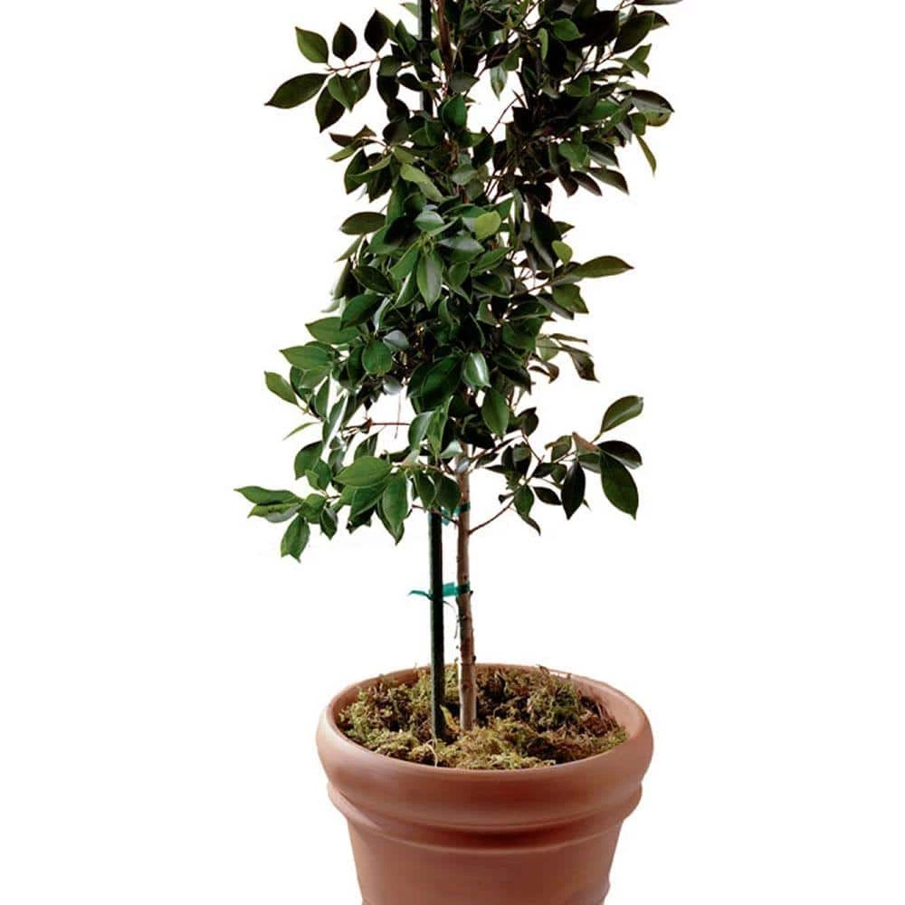 Vigoro 8 ft. Green Colored Steel Core Garden Stake 4 Vigoro 8 ft. Green Colored Steel Core Garden Stake - Image 2