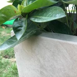 KANTE 31 in. L Rectangular Weathered Concrete/Fiberglass Indoor Outdoor Elegant Planter 17 KANTE 31 in. L Rectangular Weathered Concrete/Fiberglass Indoor Outdoor Elegant Planter -Vigoro Shop weathered concrete kante plant pots osf0104b c80021 2 1f 1000